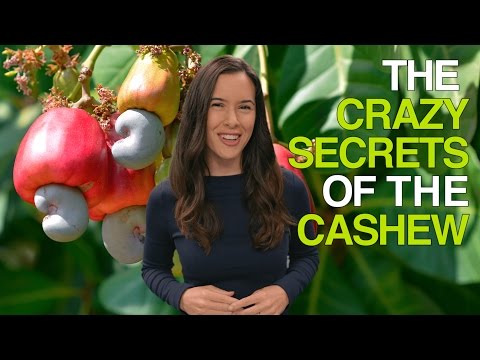 The Crazy Secrets of the Cashew (Why Cashews Are Never Sold in Their Shells)