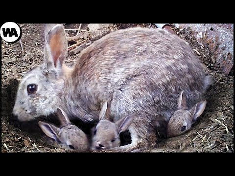 This Is Why the Childhood of Rabbits Is so Terrible