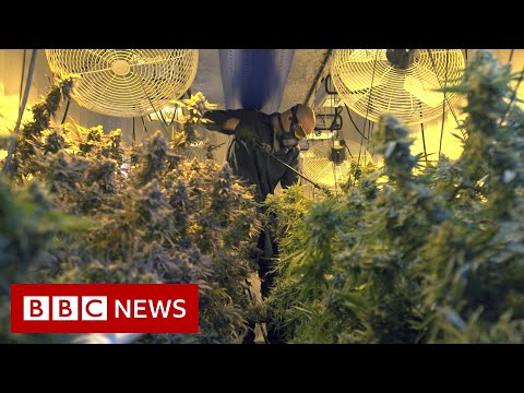 Cannabis boom: Why Oklahoma is a ‘wild wild west’ – BBC News
