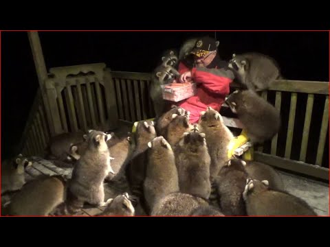 Mobbed by Raccoons  (25)   Tuesday Night 03 Nov 2020