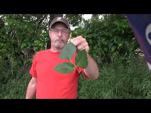 How to never have a serious poison ivy rash again