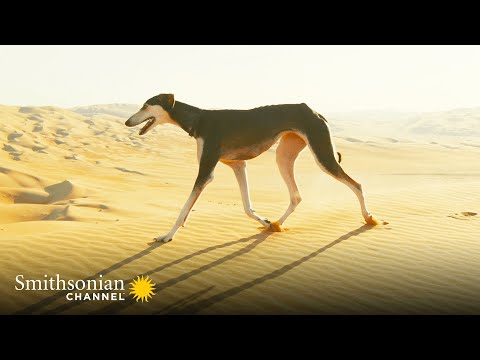 This Arabian Dog is Fast Enough to Catch a Gazelle ???? Amazing Dogs | Smithsonian Channel