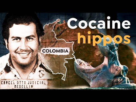 Why Escobar’s Hippo Legacy Still Haunts Colombia